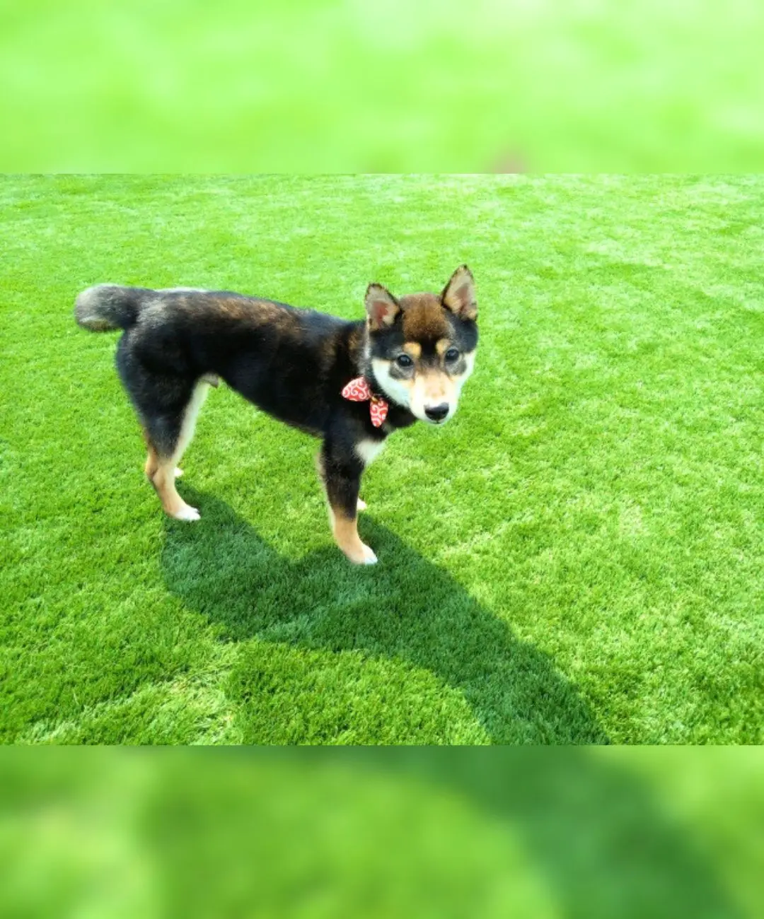 愛犬・愛猫住宅