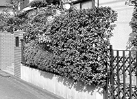 生垣解体→目隠しフェンス